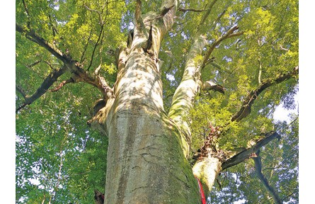 蔥蔥紅豆樹(shù) 綿綿守護(hù)情——四川雅安村民接續(xù)保護(hù)紅豆古樹(shù)