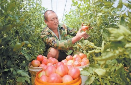 日供京津果蔬1900噸，形成規(guī)模化生產格局 饒陽蔬菜搭上“凈菜進京”直通車