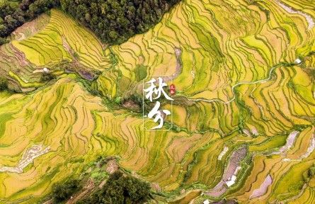 文脈·秋分|金黃梯田迎稻浪，侗寨古村喜曬秋