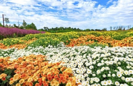 菊花，花中君子，可藥可食