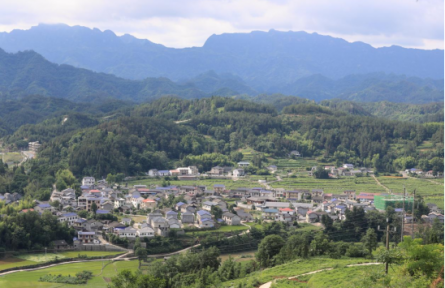 莓茶出深山 鋪就致富路