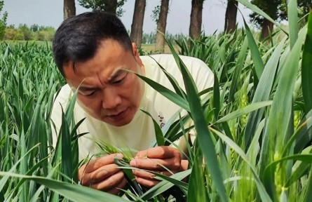 陳江魯：扎根田間地頭 助農(nóng)增產(chǎn)增收