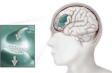 科技名詞|神經(jīng)遞質 neurotransmitter