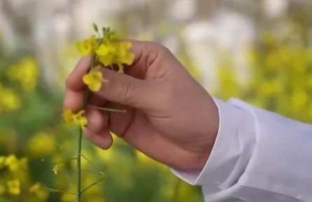 人勤春來早|開工干勁足 油菜花田里的“追花人”