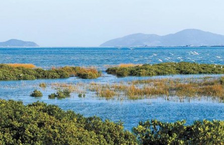 從退化到新生，福建傾力守護碧海綠洲